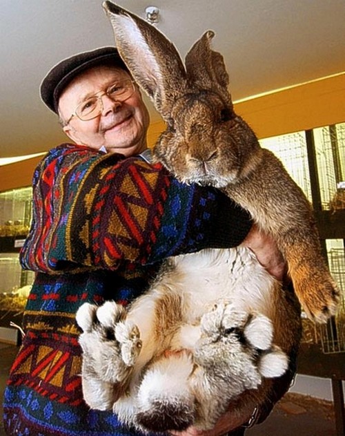 darius-biggest-bunny-rabbit-.jpg